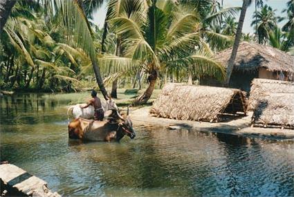 Les Excursions  Cochin / Backwaters / Inde du sud