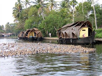 Les Excursions  Cochin / Fugue  Olavipe / Inde du sud