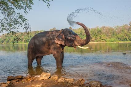 Des Annapurna au Tera Les Excursions / Le Parc national de Chitwan / Npal 