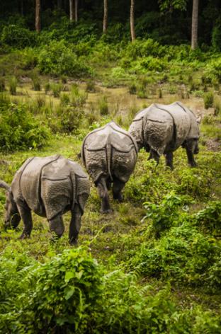 Des Annapurna au Tera Les Excursions / Le Parc national de Chitwan / Npal 
