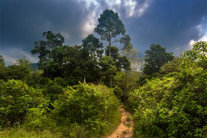 Des Annapurna au Tera Les Excursions / Le Parc national de Chitwan / Npal 