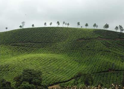 Hotel Eastend Bungalows 4 **** / Munnar / Le Kerala