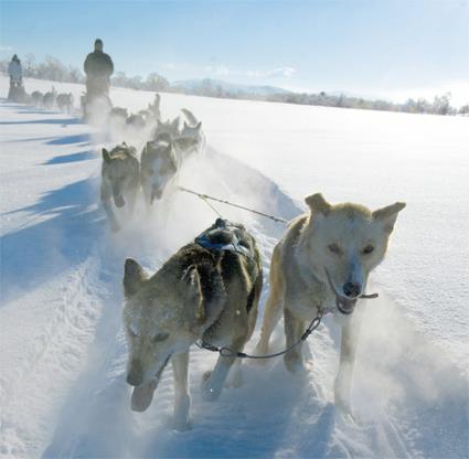 L'Express Ctier de Norvge / Excursions Sens Sud-Nord et Nord-Sud / 7F Initiation au traineau  chiens 
