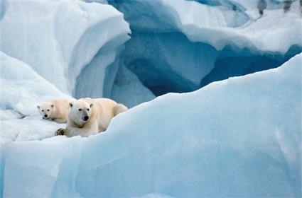 Croisire 9 jours sur les Terres de l' Ours Blanc / Spitzberg / Norvge