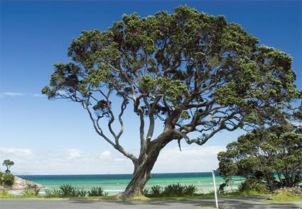 Circuit A La Recherche du Koru / Au Dpart d' Auckland / Nouvelle Zlande