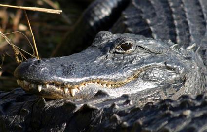 Excursion dans la journe / Les Everglades / Floride