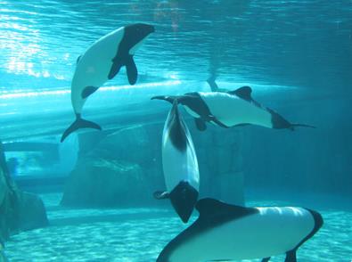 Attraction Aquatica Seaworld's Waterpark / Orlando / Floride