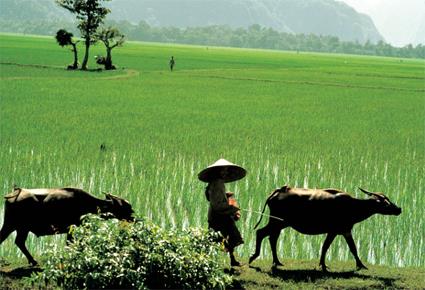 Les Excursions  Hanoi / Les paysages d'estampes de Hoa Lu / Vietnam